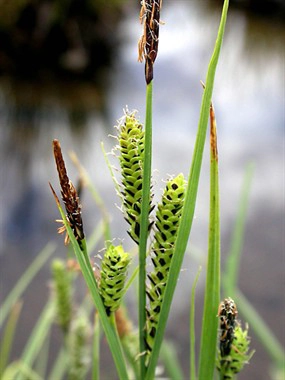 Carice elevata (Carex elata)Questa specie igrofila forma fitti cespi alti fino a 100 cm da cui emergono le infiorescenze, lunghe spighe di colore verde con squame bruno-nerastre.